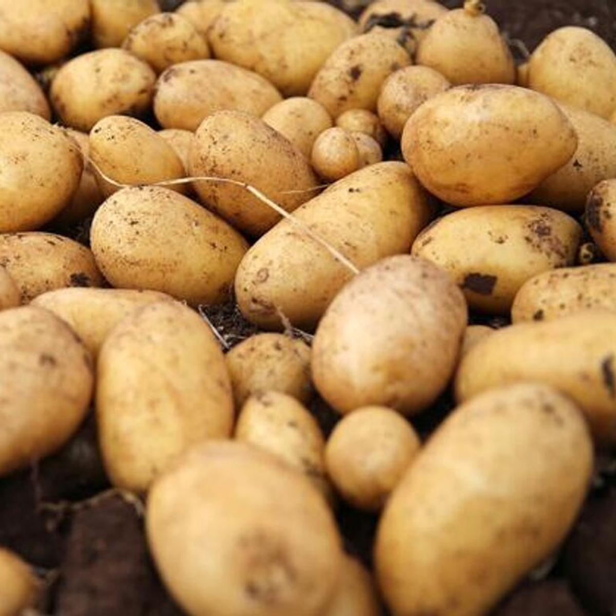 Patates