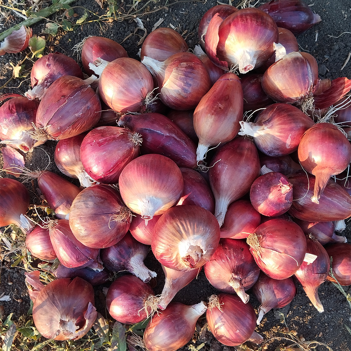 Kuru Soğan